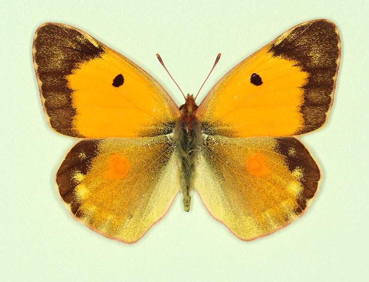 Colias croceus female (aberrant form pseudomas + earinica) (Internet Image property of respective owner, non-commercial use only)